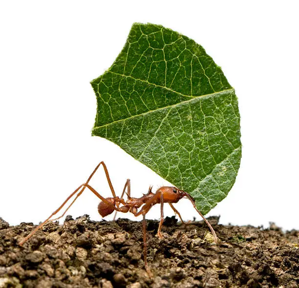 Leaf-cutter ant, Acromyrmex octospinosus, carrying leaf in front of white background