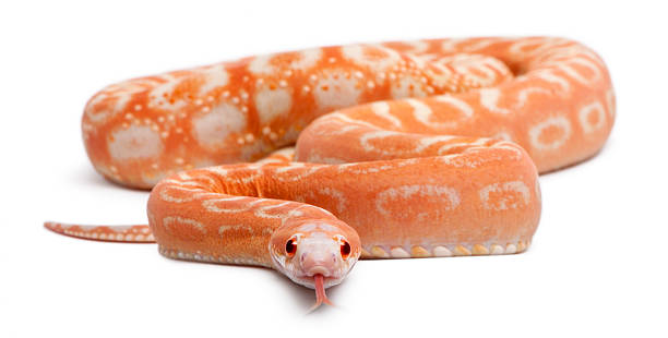 Scaleless Corn Snake, Pantherophis Guttatus, in front of white background