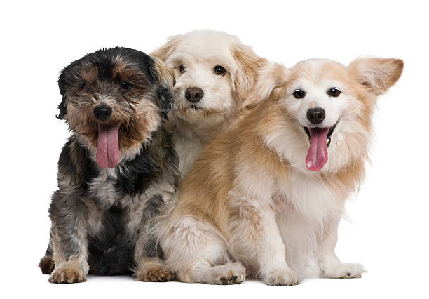 istock Group of mixed-breeds, in front of white background 515312476