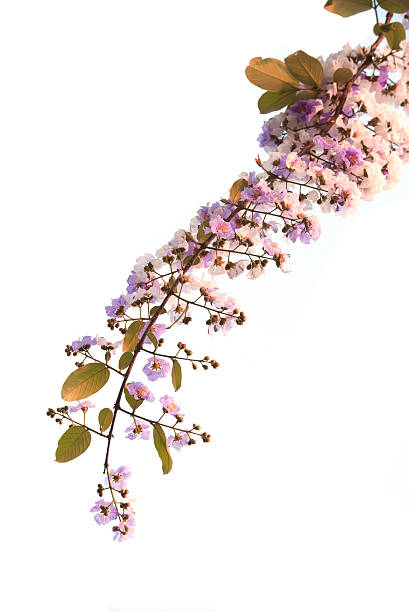 istock Purple Flower Vintage autumn 515312560
