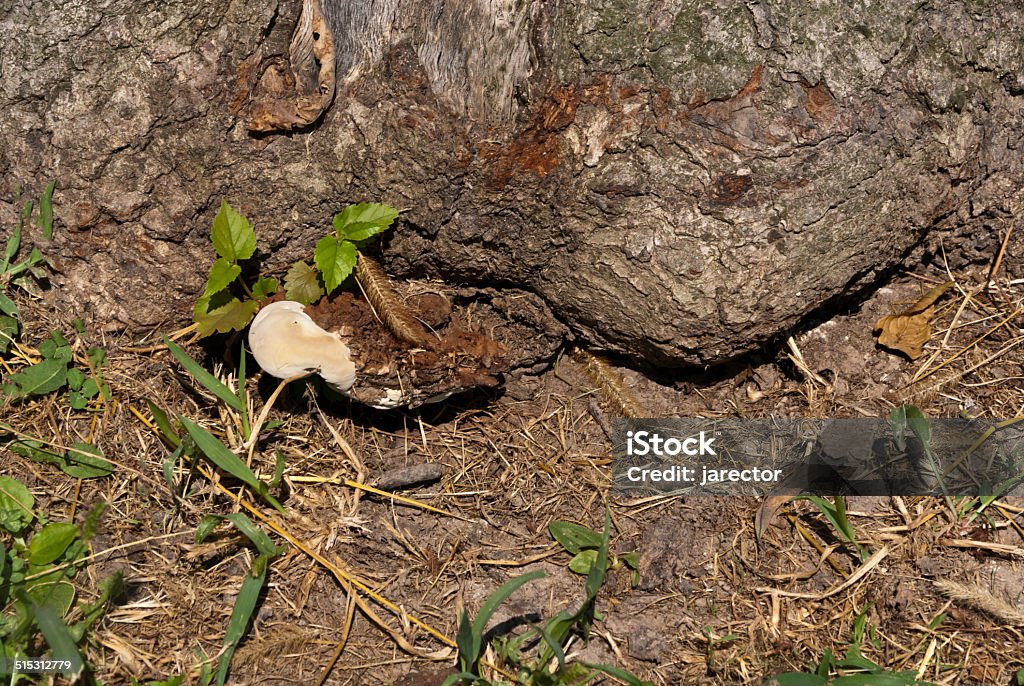 Roots Around the roots of a tree bits of grass and mulch. Dirt Stock Photo