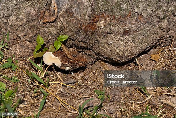 Roots Stock Photo - Download Image Now - Dirt, Grass, Green Color