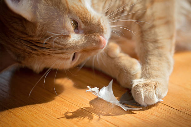 istock Playful Orange Cat and Feather 515314822