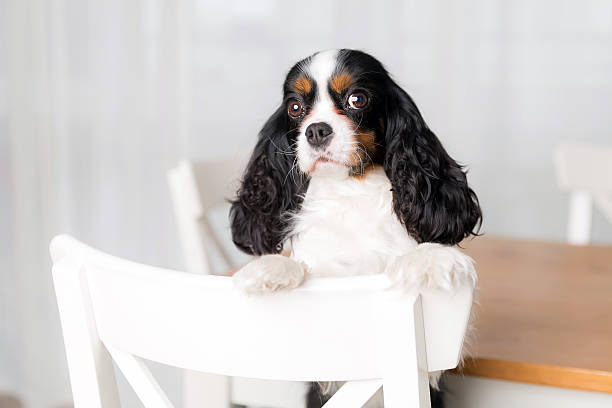 istock cute dog portrait 515314856