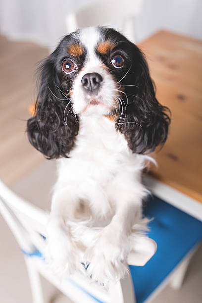istock cute dog portrait 515315110