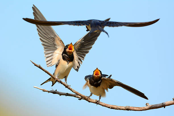 istock martin feeding its baby in natural habitat (hirundo rustica) 515315408