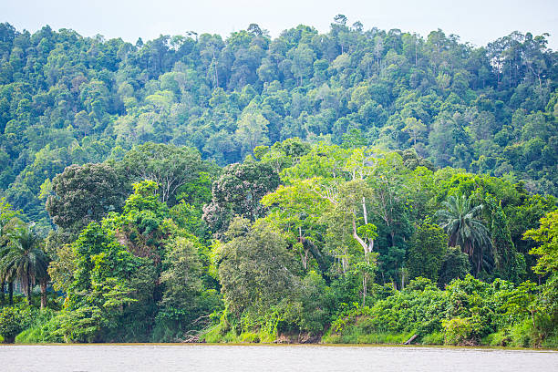 Borneo Rainforest stock photo
