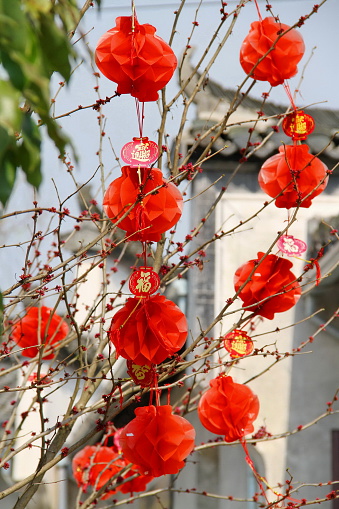 Red Chinese lanterns hanging on blooming tree, Anhui province, South China