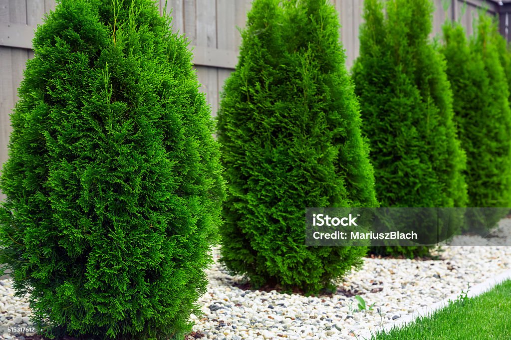 Thujas Thujas in a row background. American Arborvitae Stock Photo
