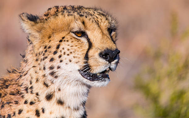 Cheetah in Africa stock photo