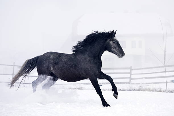 istock Beautiful horse running in winter 515318188