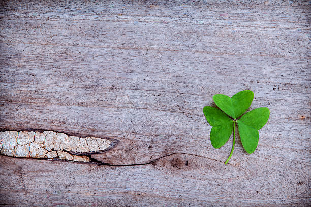 istock Close Up clovers leaves setup on rustic wooden background. 515318362