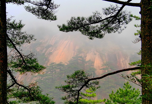 A view of Huangshan (Yellow) mountains in fog through branches of pine trees, Anhui province, China