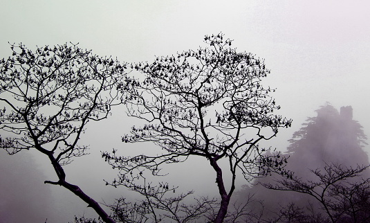 Black silhouettes of trees and mountain peak in a fog, Huangshan (Yellow) mountain, Anhui province, China