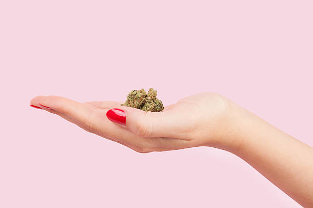 Woman holding cannabis bud. Cannabis bud in female hand with red fingernails isolated on pink background. Teenager drug abuse. palm fiber stock pictures, royalty-free photos & images