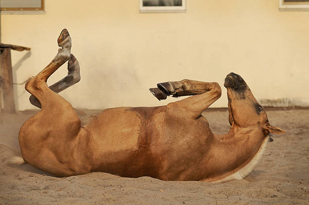 istock Palomino horse wallowing 515319890