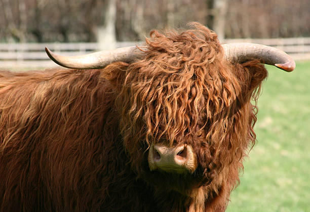 istock Scottish Highland cow in field 515320020