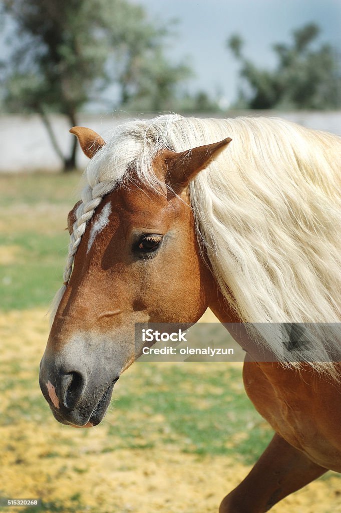 Palomino Horse With Long Hair Stock Photo - Download Image Now - Animal,  Animal Hospital, Animal Mane - iStock