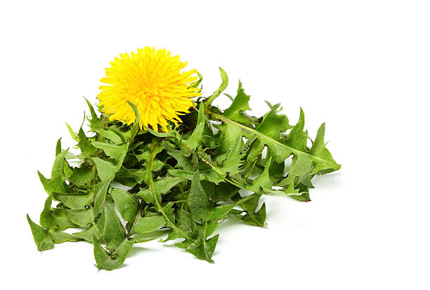 istock Dandelion leaves together with the flower. 515320572
