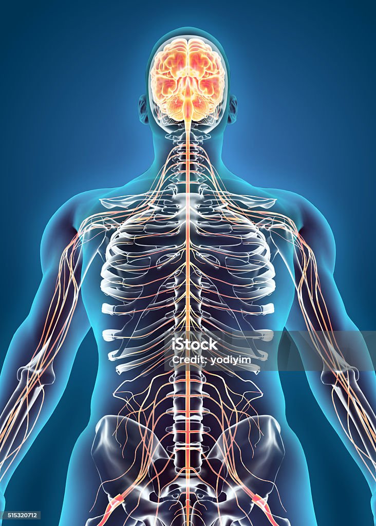 Human Internal System - Nervous system. Human Internal System - Nervous system, medical concept. Human Nervous System Stock Photo