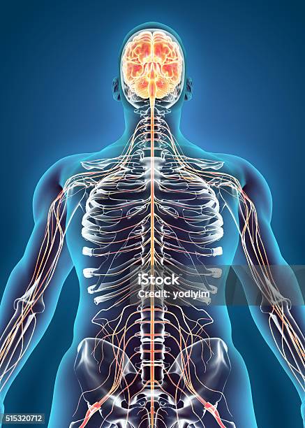 Human Internal System Nervous System Stock Photo - Download Image Now - Human Nervous System, Pain, Anatomy