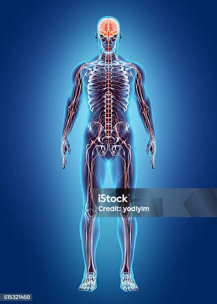 Sistema Interno Humanosistema Nervioso Foto de stock y más banco de imágenes de Sistema nervioso humano - Sistema nervioso humano, Cuerpo humano, Tridimensional