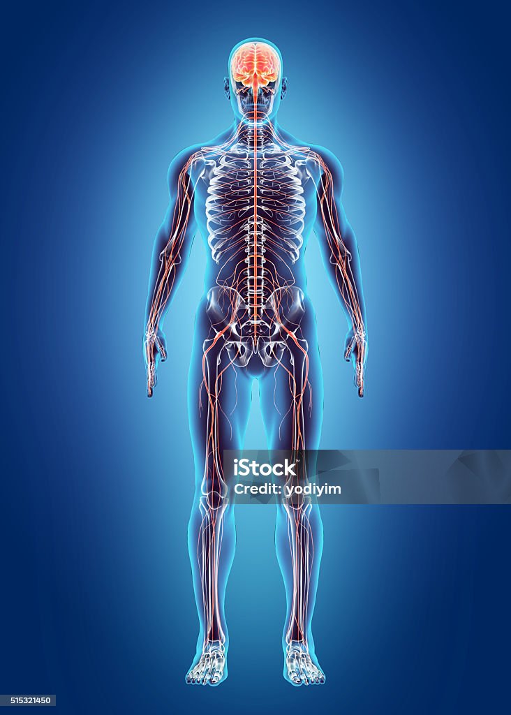 Human Internal System - Nervous system. Human Internal System - Nervous system, medical concept. Human Nervous System Stock Photo