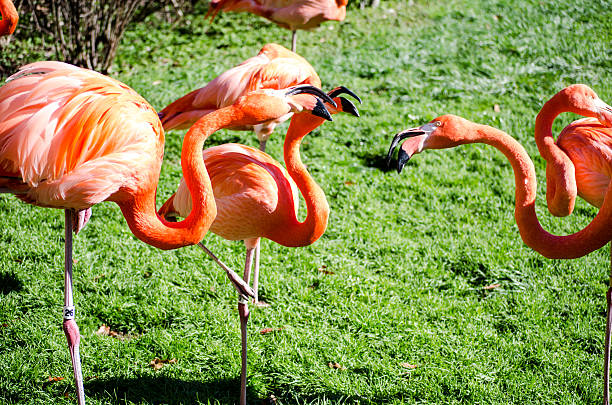 istock Three flamingos talking to each other 515365278