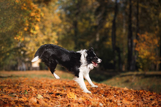 istock Border Collie dog playing outdoors 515367364