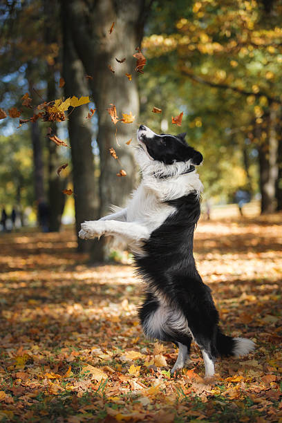 istock Border Collie dog on the nature 515367500