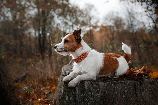 istock Dog Jack Russell Terrier walks on nature 515368750