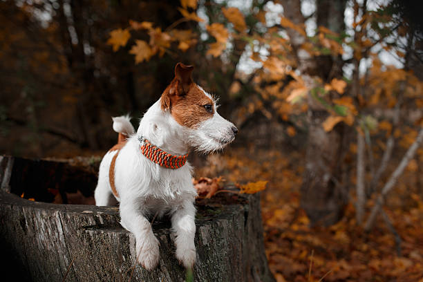 istock Dog Jack Russell Terrier walks on nature 515368840