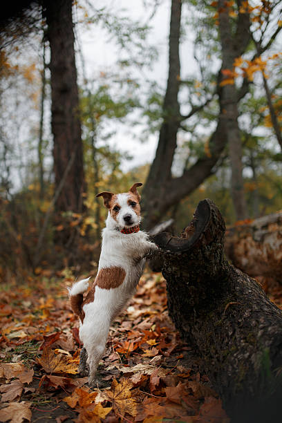 istock Dog Jack Russell Terrier walks on nature 515369426
