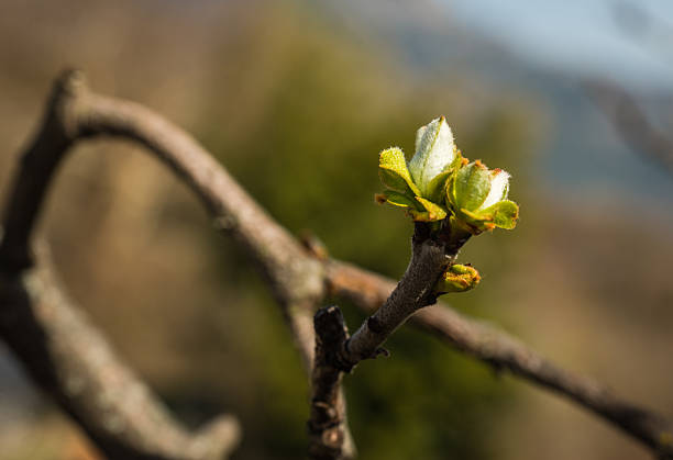 istock Young spring shoots of green leaves on a branch 515369444