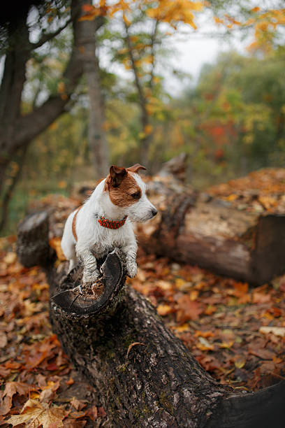 istock Dog Jack Russell Terrier walks on nature 515369702