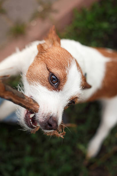 istock Dog Jack Russell Terrier walks on nature 515370012