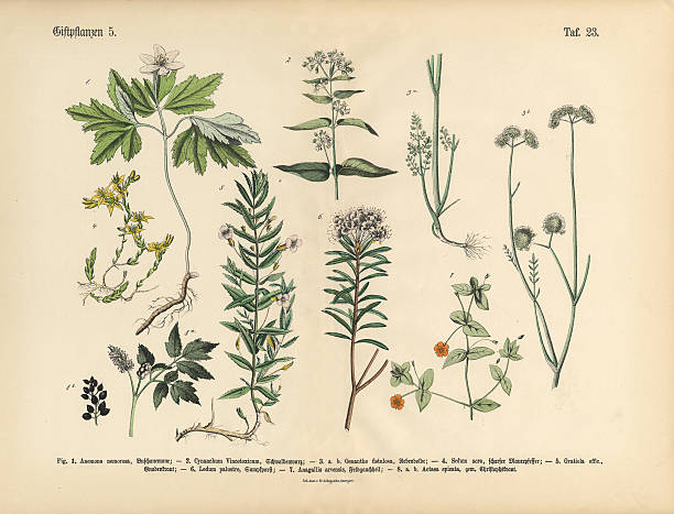 istock Poisonous and Toxic Plants, Victorian Botanical Illustration 515370152
