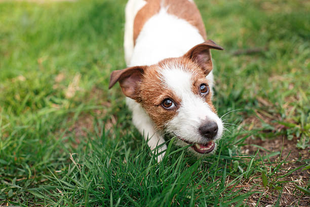 istock Dog Jack Russell Terrier walks on nature 515370284