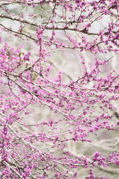 istock Carolina Red Bud Tree Branches Loaded with Pink Spring Blossoms 515370530