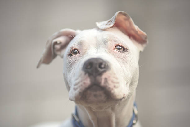 istock White American Staffordshire terrier puppy 515370612
