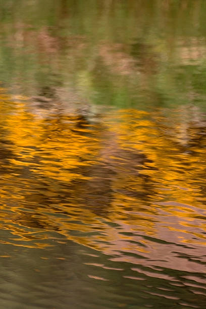 istock Reflection of spring flowers in water 515371482