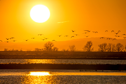 Flock of Sandhill Cranes flying at sunset.  600mm lens. Canon 1Dx.