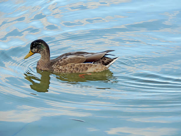 istock Young wild duck in the water body 515371800
