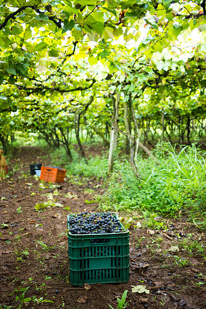 istock Vineyard - Box Full of Grapes 515372216