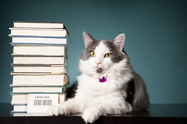A beautiful white and gray cat sitting next to a stack of books and a library card. (code on library card created by photographer)
