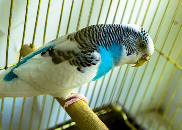 istock Blue and white parrot in golden cage 515373366