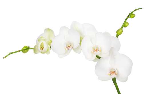 one branch of blooming white orchid isolated on white background