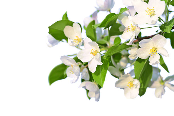 사과나무 꽃송이 흰색 - single flower flower spring apple tree 뉴스 사진 이미지