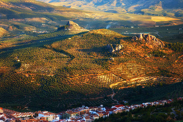 landscape full of olive groves near the city of Jaen at sunset, Spain olive orchard stock pictures, royalty-free photos & images