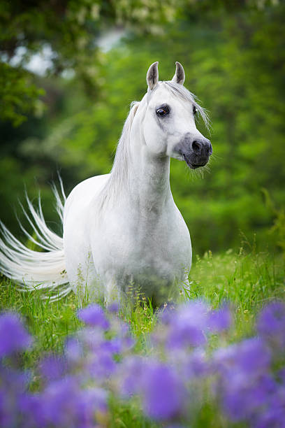 istock Arabian horse standing in forest 515378318